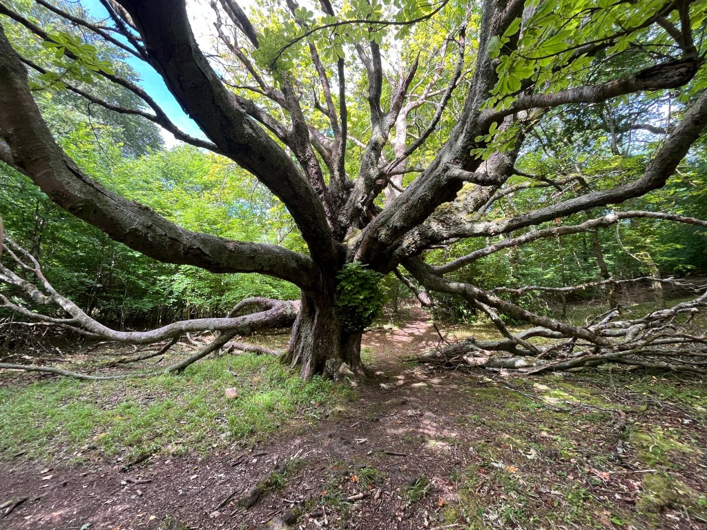 A large, sprawling tree with extensive branches and lush green foliage surrounded by a forested area.